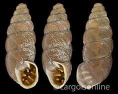 IMG_detallada/Chondrina avenacea avenacea.jpg